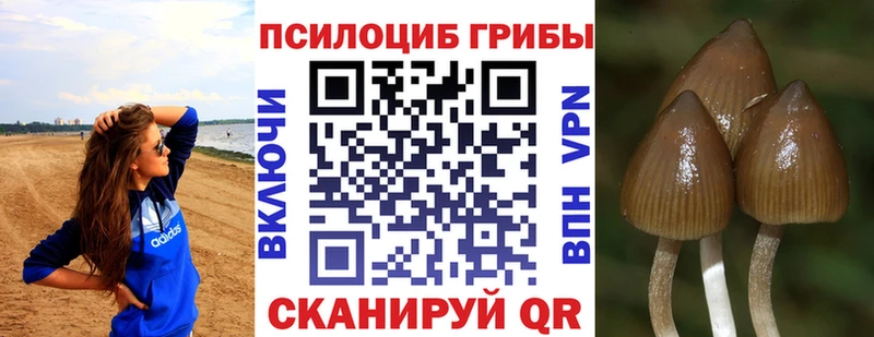 Псилоцибиновые грибы Cubensis Тара